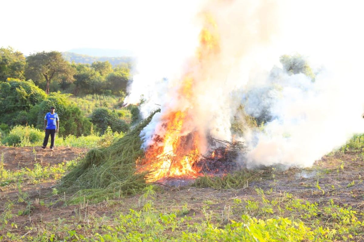 DCEA yateketeza ekari 603 za bangi Morogoro